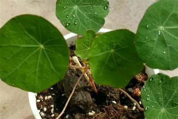 旱金莲打顶多少次,需打顶1-3次