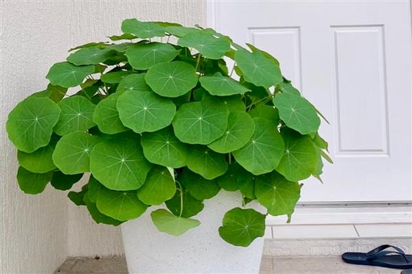 旱金莲打顶多少次,需打顶1-3次