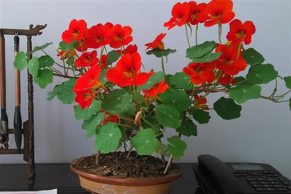 旱金莲打顶多少次,需打顶1-3次