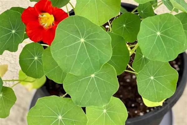 旱金莲打顶多少次,需打顶1-3次