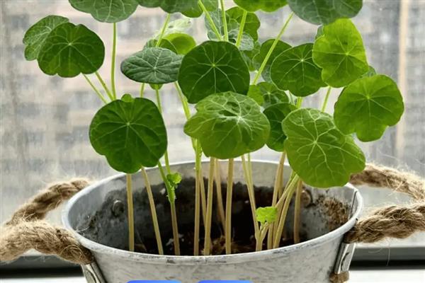 旱金莲打顶多少次,需打顶1-3次