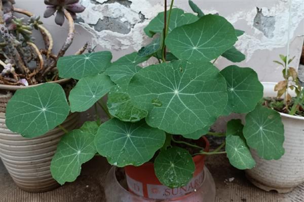 旱金莲打顶多少次,需打顶1-3次