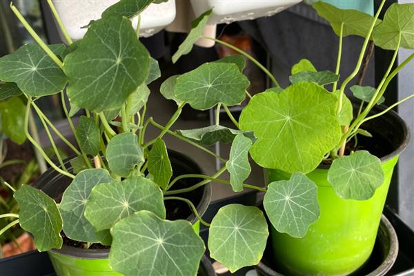 旱金莲打顶多少次,需打顶1-3次