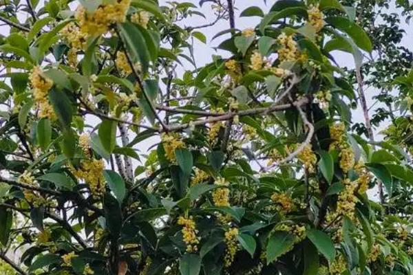 为什么桂花开花不香，可能是光照不足或缺少养分等