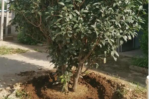 为什么桂花开花不香，可能是光照不足或缺少养分等
