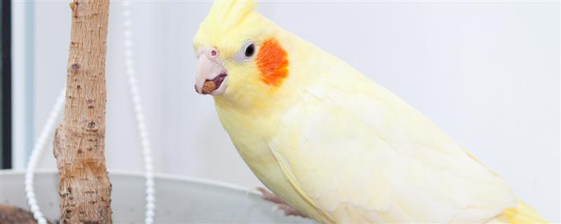 玄凤鹦鹉太吵了怎么解决,先考虑它是否进入发情期