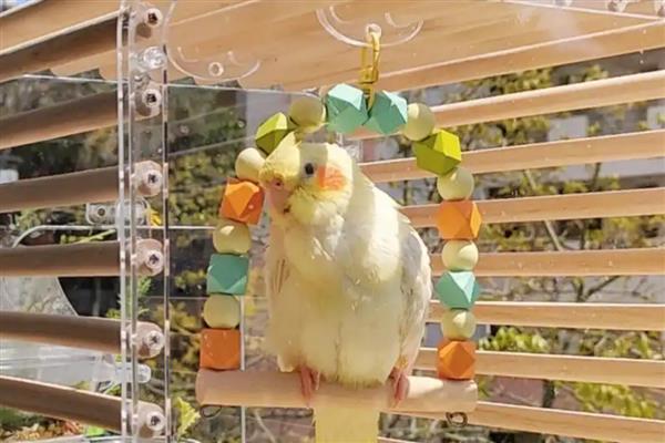 玄凤鹦鹉太吵了怎么解决,先考虑它是否进入发情期