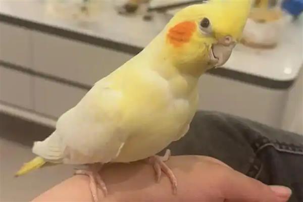 玄凤鹦鹉太吵了怎么解决,先考虑它是否进入发情期