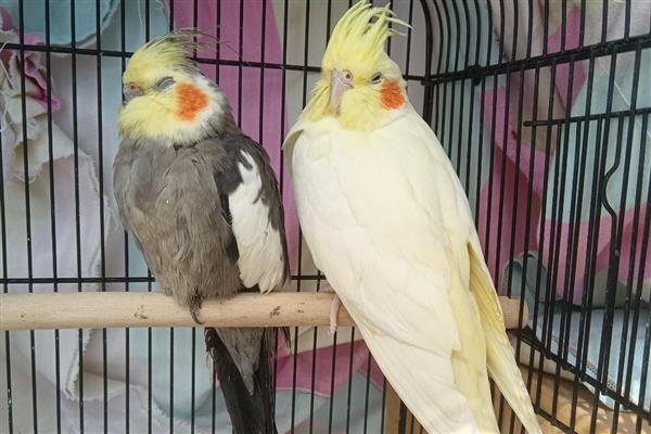 玄凤鹦鹉太吵了怎么解决,先考虑它是否进入发情期