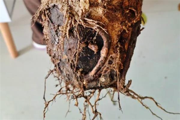 金钱树换盆有哪些注意事项，换盆前的3天开始停水