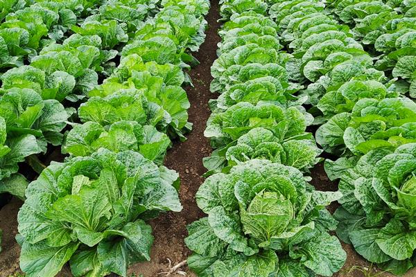 大白菜耐受的最低温度，可忍受最低-11℃