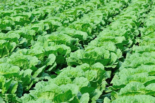 大白菜耐受的最低温度，可忍受最低-11℃