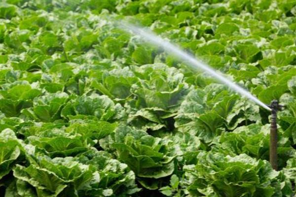 大白菜耐受的最低温度，可忍受最低-11℃