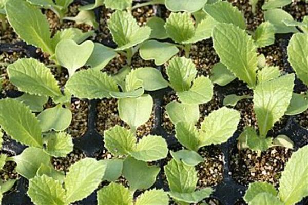 大白菜耐受的最低温度，可忍受最低-11℃