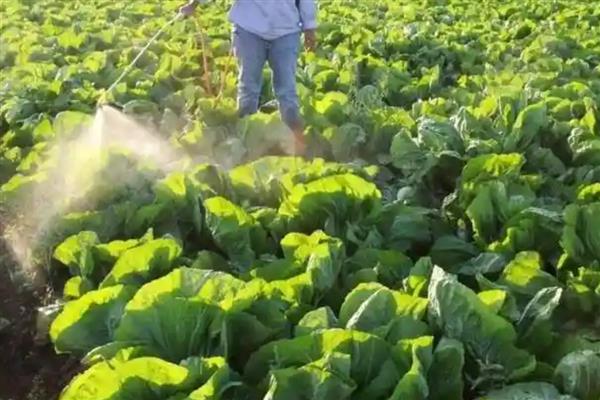 大白菜耐受的最低温度，可忍受最低-11℃