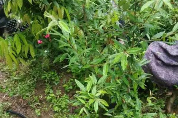 羊奶果树要多久才能结果，从种植到结果需要3-4年
