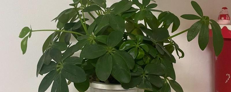 为什么鹅掌藤的叶子总是掉落，可能是温度过低所致