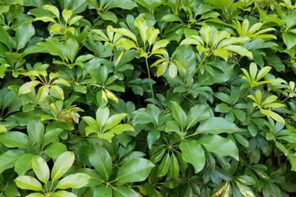 为什么鹅掌藤的叶子总是掉落，可能是温度过低所致