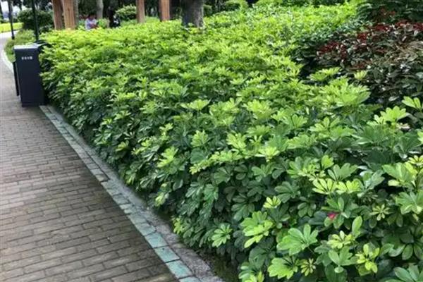 为什么鹅掌藤的叶子总是掉落，可能是温度过低所致