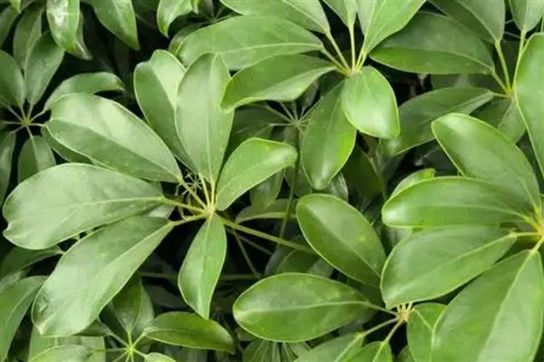 为什么鹅掌藤的叶子总是掉落，可能是温度过低所致