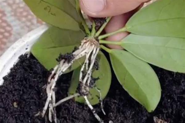 为什么鹅掌藤的叶子总是掉落，可能是温度过低所致