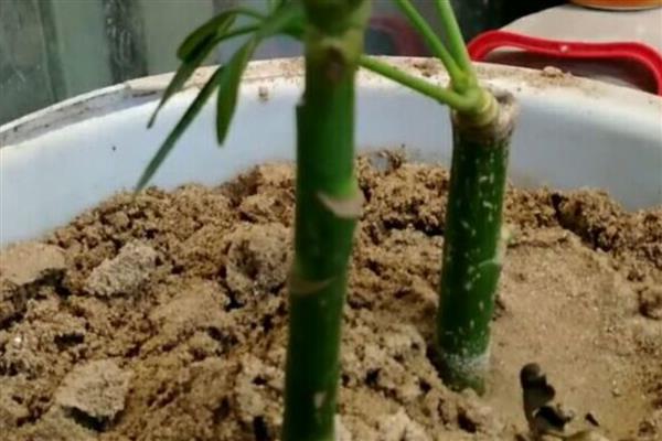 为什么鹅掌藤的叶子总是掉落，可能是温度过低所致