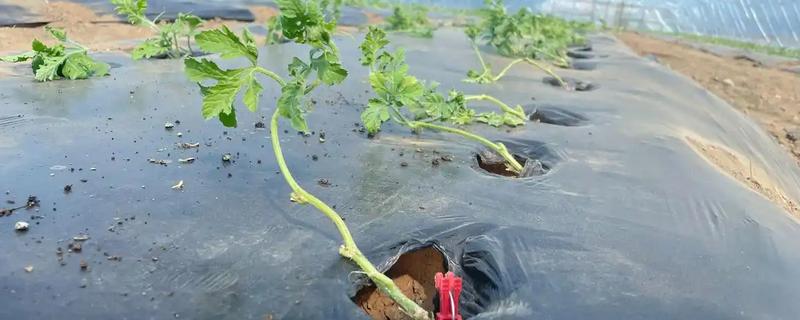西瓜几个叶可摘心，大约7-10片叶子即可