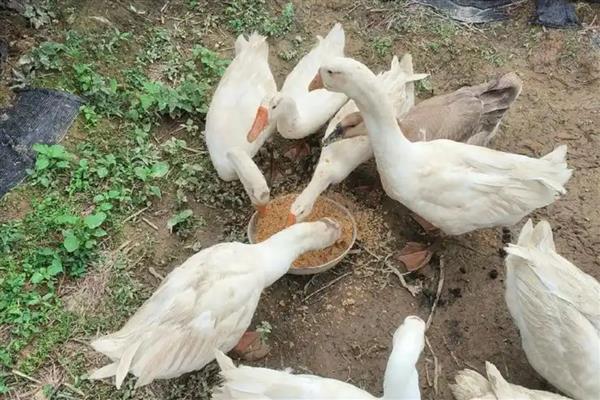 鹅什么时候开始产蛋，一般达到5-10月龄才具备下蛋能力