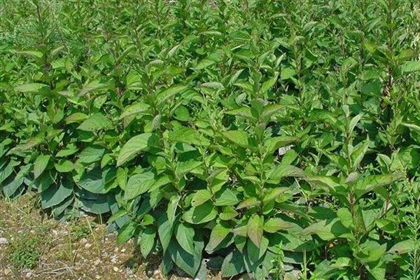 玄参的开花时间，6-10月份是它的花期