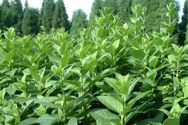 玄参的开花时间，6-10月份是它的花期