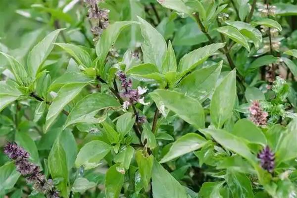 玄参的开花时间，6-10月份是它的花期