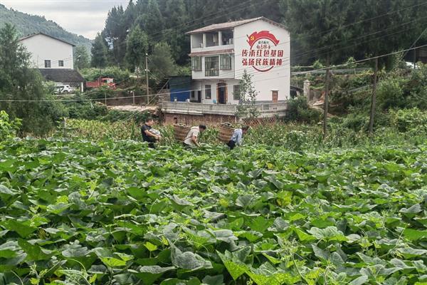南瓜小地老虎的为害症状,会取食幼苗心叶使整株死亡