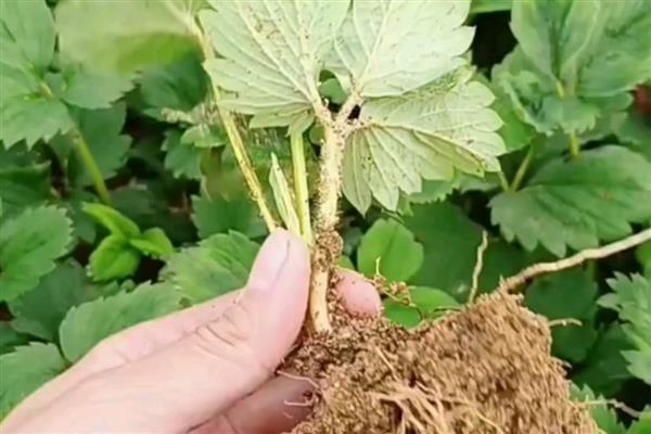 怎么在大棚内种草莓，保持18厘米的株距并带土定植