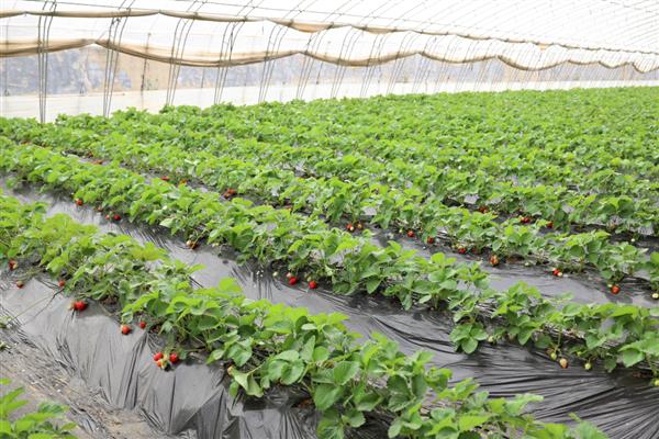 怎么在大棚内种草莓，保持18厘米的株距并带土定植