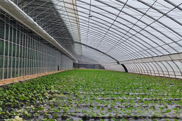 怎么在大棚内种草莓，保持18厘米的株距并带土定植