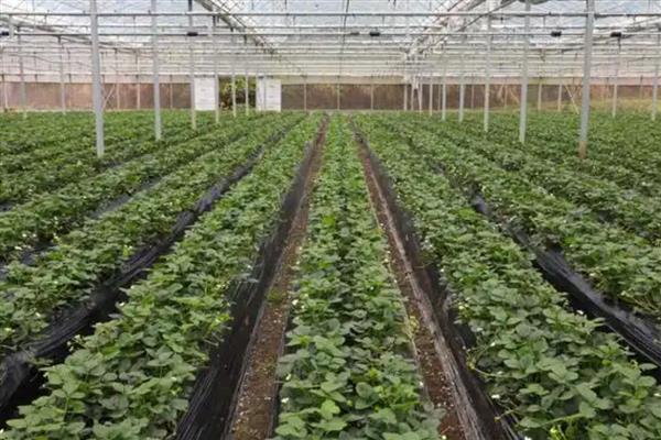 怎么在大棚内种草莓，保持18厘米的株距并带土定植
