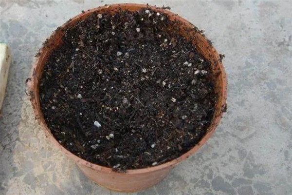 养殖芦荟的方法，生长期每个月追肥一次