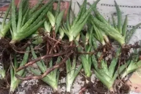 养殖芦荟的方法，生长期每个月追肥一次