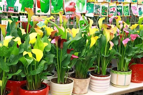 彩色马蹄莲的养殖方法，将环境温度保持在22-30℃