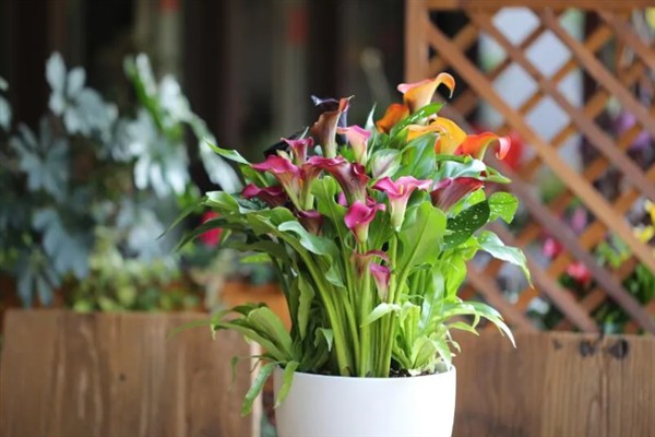 彩色马蹄莲的养殖方法，将环境温度保持在22-30℃