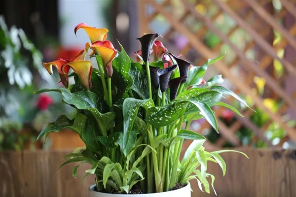 彩色马蹄莲的养殖方法，将环境温度保持在22-30℃