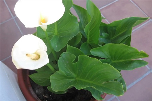 彩色马蹄莲的养殖方法，将环境温度保持在22-30℃