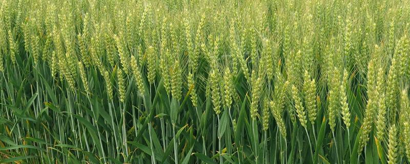 小麦的成熟时间，冬小麦在翌年5月底至6月中下旬成熟收获