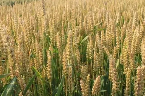 小麦的成熟时间，冬小麦在翌年5月底至6月中下旬成熟收获