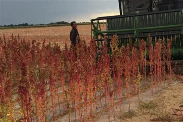 藜麦的种植条件，阳光充足才能让籽粒更饱满