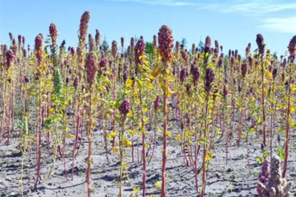 藜麦的种植条件，阳光充足才能让籽粒更饱满