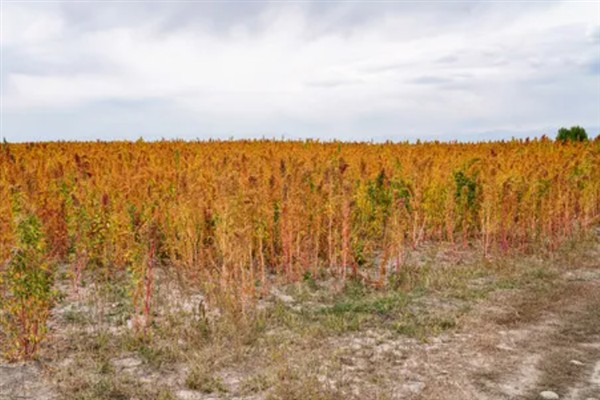 藜麦的种植条件，阳光充足才能让籽粒更饱满