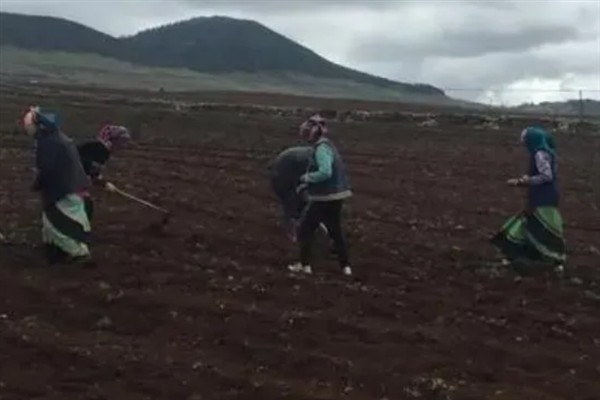 藜麦的种植条件，阳光充足才能让籽粒更饱满