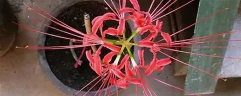 彼岸花春天能种吗，春天的时候可以种植