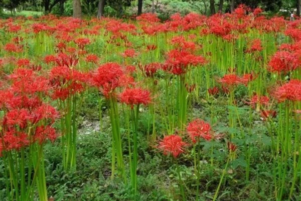 彼岸花春天能种吗，春天的时候可以种植